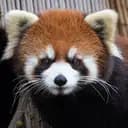 RedPandaTails